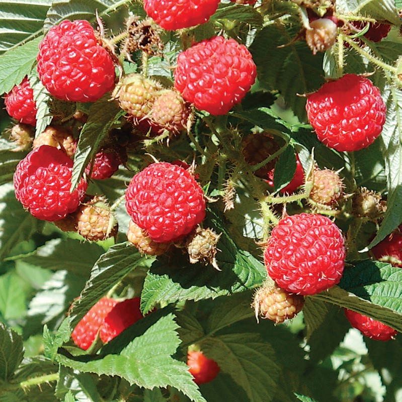 Framboisiers remontants rouges Polana