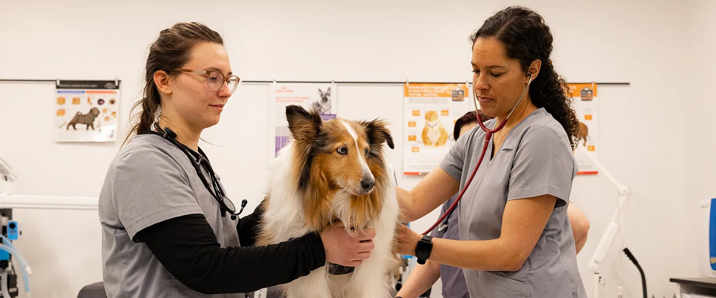 Auscultation d'un chien